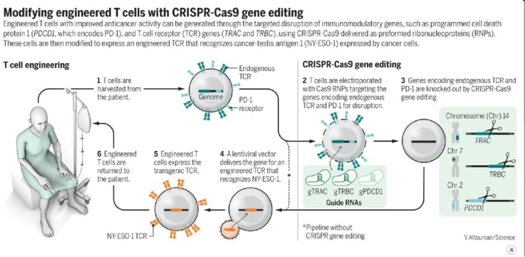 全球首款基于CRISPR基因编辑技术,crisprcas9基因编辑技术发明人