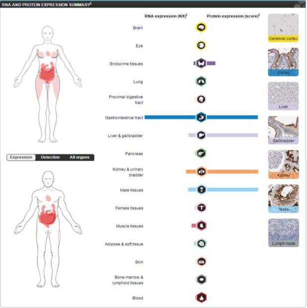 新冠感染者生育力检查,新冠病毒对睾丸有作用吗