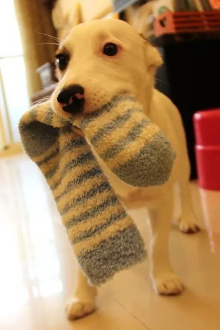 狗狗对食物的强烈执着,为什么狗对主人的袜子那么感兴趣