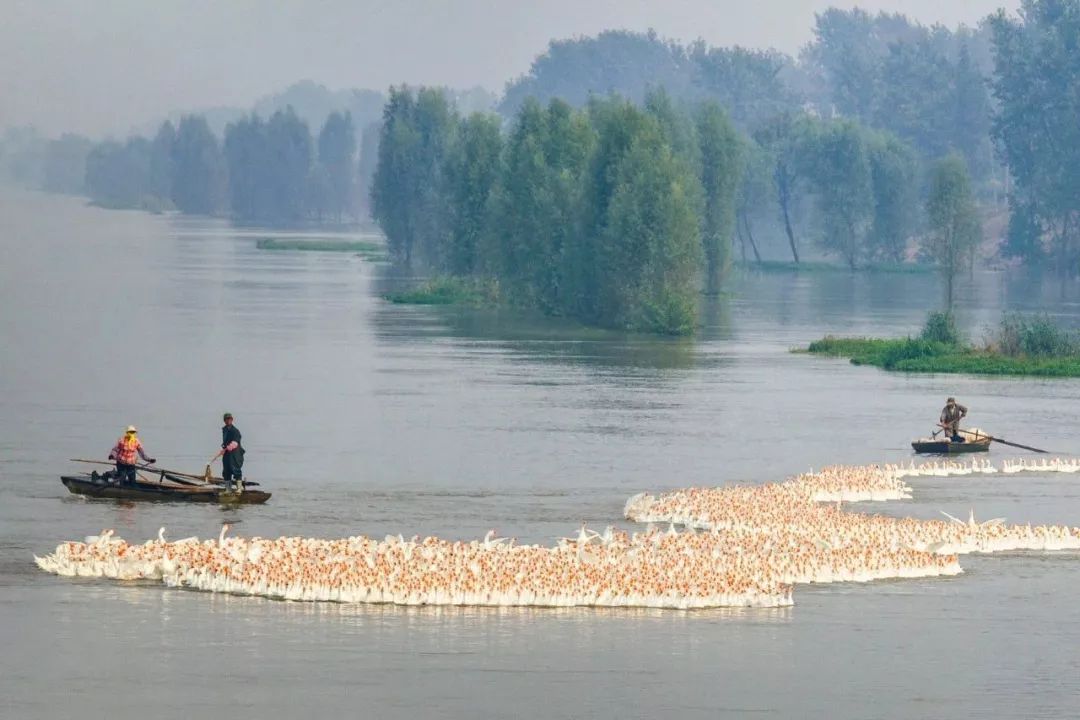 高邮吃咸鸭蛋,咸鸭蛋高邮
