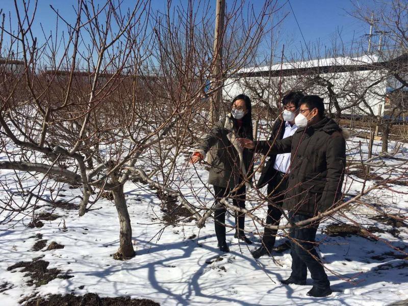 潍坊临朐:科技“小分队”服务到地头农户“恣”心头