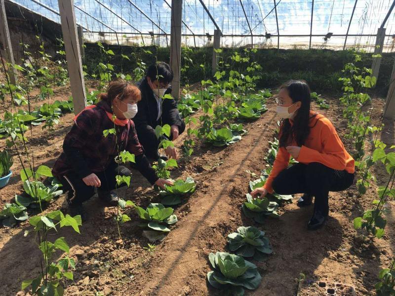 潍坊临朐:科技“小分队”服务到地头农户“恣”心头