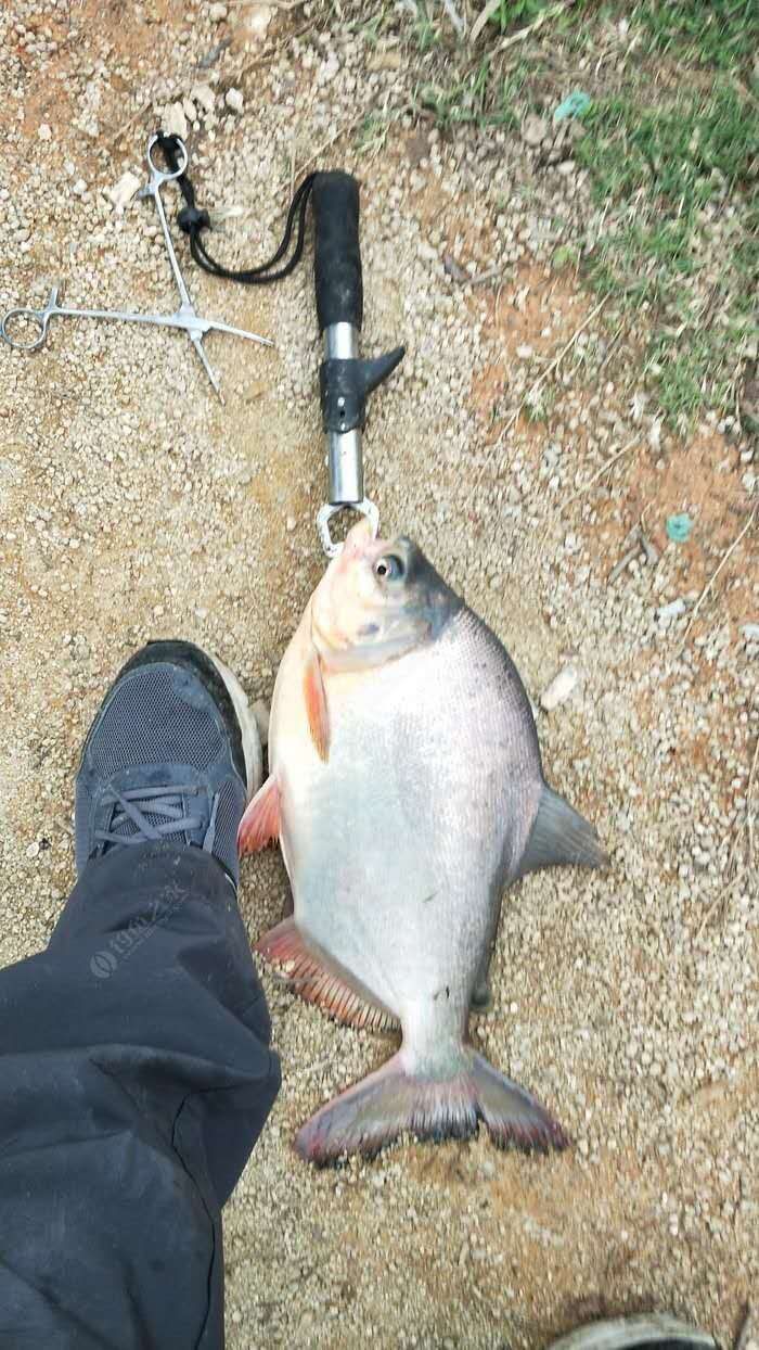 翻板钩方块饵如何钓浮,翻板钩挂两块方块饵底钓视频