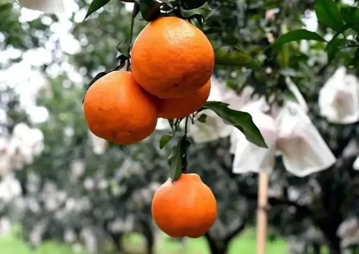 一咬汁水四溢鲜香满口,一咬爆汁像葡萄的水果