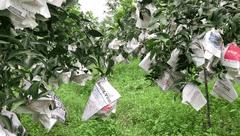 一咬汁水四溢鲜香满口,一咬爆汁像葡萄的水果