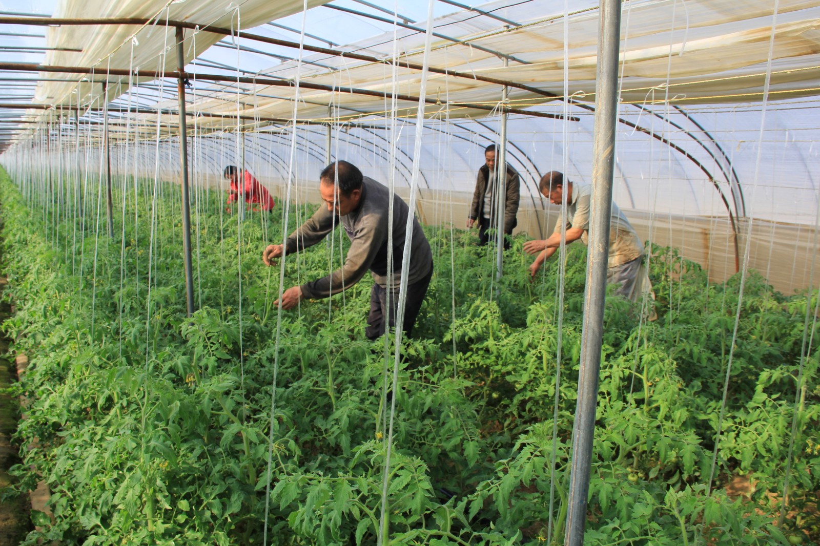 南阳抗击疫情,南阳支援郑州抗疫