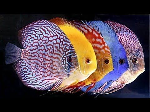 草缸1.2米生命之树造景,草缸造景60厘米大师作品