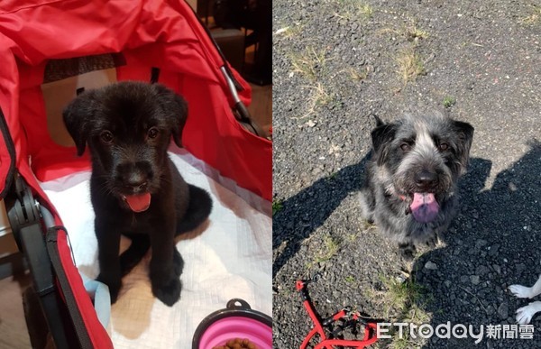 领养白色小狗原视频,高地白梗犬收养