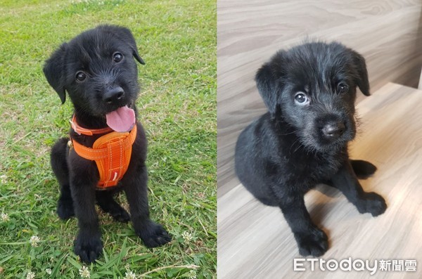 领养白色小狗原视频,高地白梗犬收养