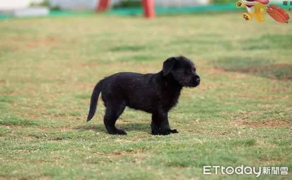 领养白色小狗原视频,高地白梗犬收养