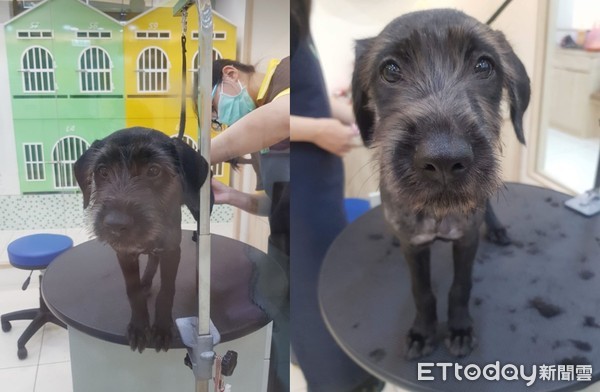 领养白色小狗原视频,高地白梗犬收养