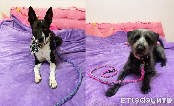 领养白色小狗原视频,高地白梗犬收养