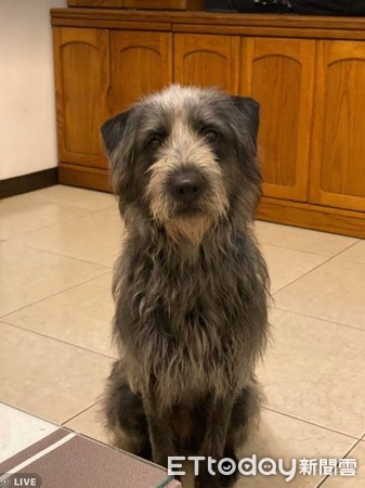 领养白色小狗原视频,高地白梗犬收养