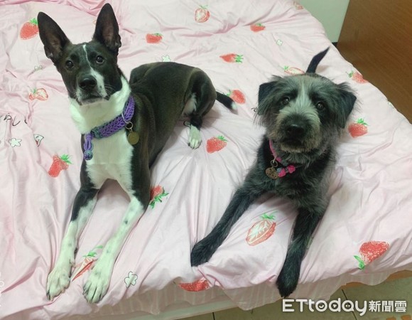 领养白色小狗原视频,高地白梗犬收养