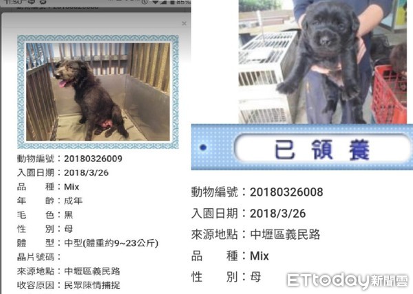 领养白色小狗原视频,高地白梗犬收养