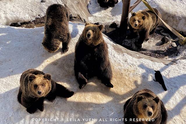 关西、北海道，我在日本买口罩