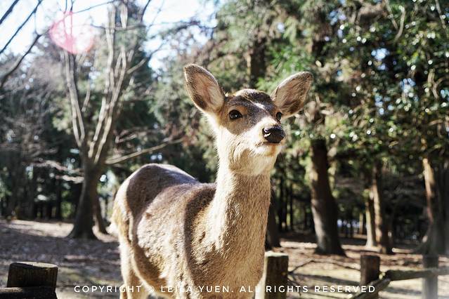 关西、北海道，我在日本买口罩