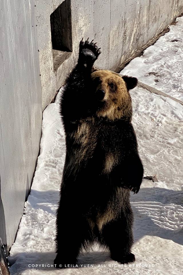 关西、北海道，我在日本买口罩