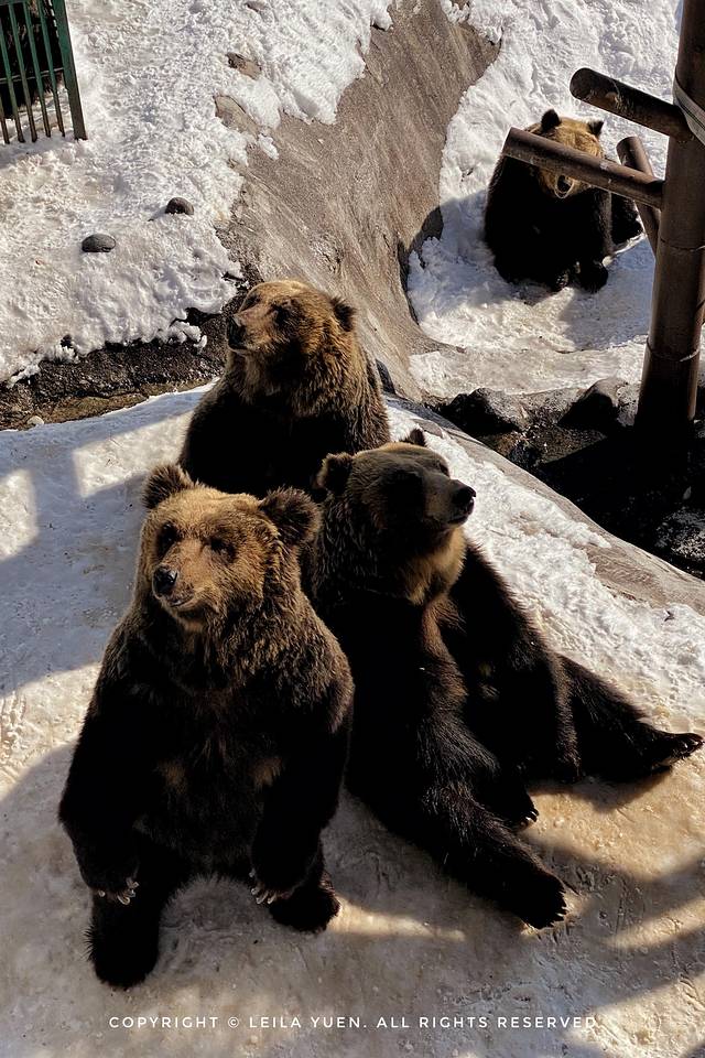 关西、北海道，我在日本买口罩
