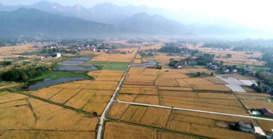 生态农业发展的现状及前景,生态农业发展的现状及前景例子