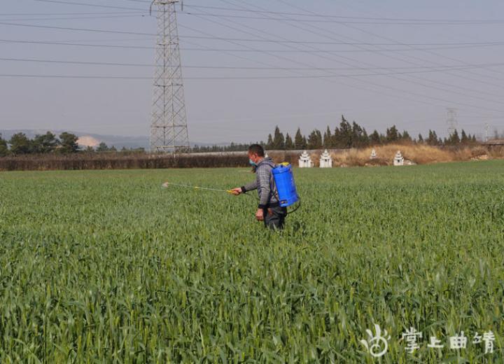 绿色防控为玉米种植保驾护航,春耕抓生产植保来护航