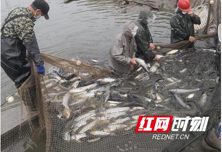 湖南安乡：鱼跃人欢千亩鱼塘迎来复工