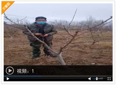 春耕服务团队,农技人员服务春耕备耕