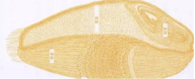 可以用面粉代替低筋面粉做蛋糕吗,家里包饺子的面粉能不能做蛋糕