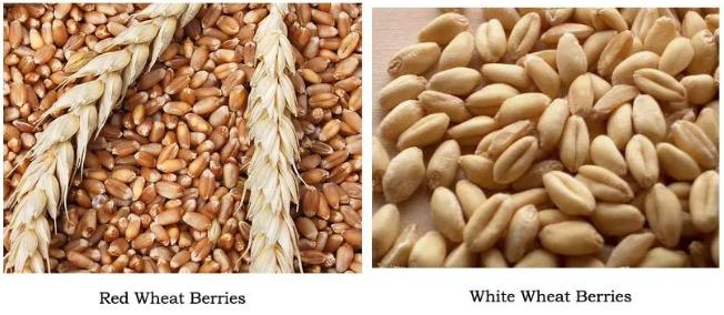 可以用面粉代替低筋面粉做蛋糕吗,家里包饺子的面粉能不能做蛋糕