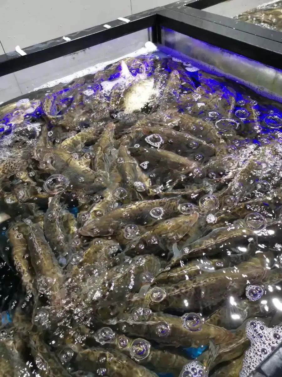 鑿滃競鍦洪噷鐨勮彍鎬庝箞淇濅緵,澶氭潯淇濅緵娓犻亾璇锋偍鏀惧績涔拌彍