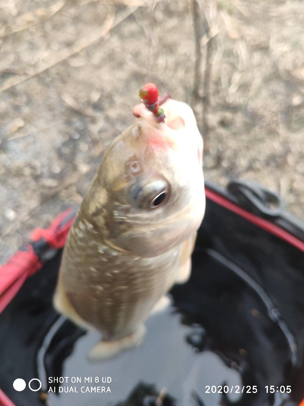 本人野钓经验总结范文怎么写,万峰湖野钓经验