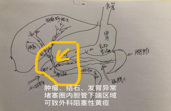 烟台毓璜顶医院黄庆先主任,毓璜顶医院肝胆科黄庆先哪天坐诊