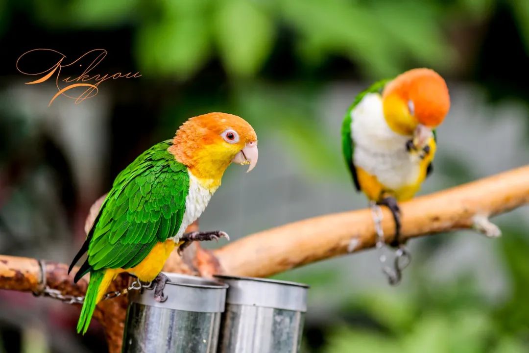 爱改装的车主眼中汉兰达咋样？除了油耗高、推背感肉外，不偷工减料、舒适度高能不能加分？