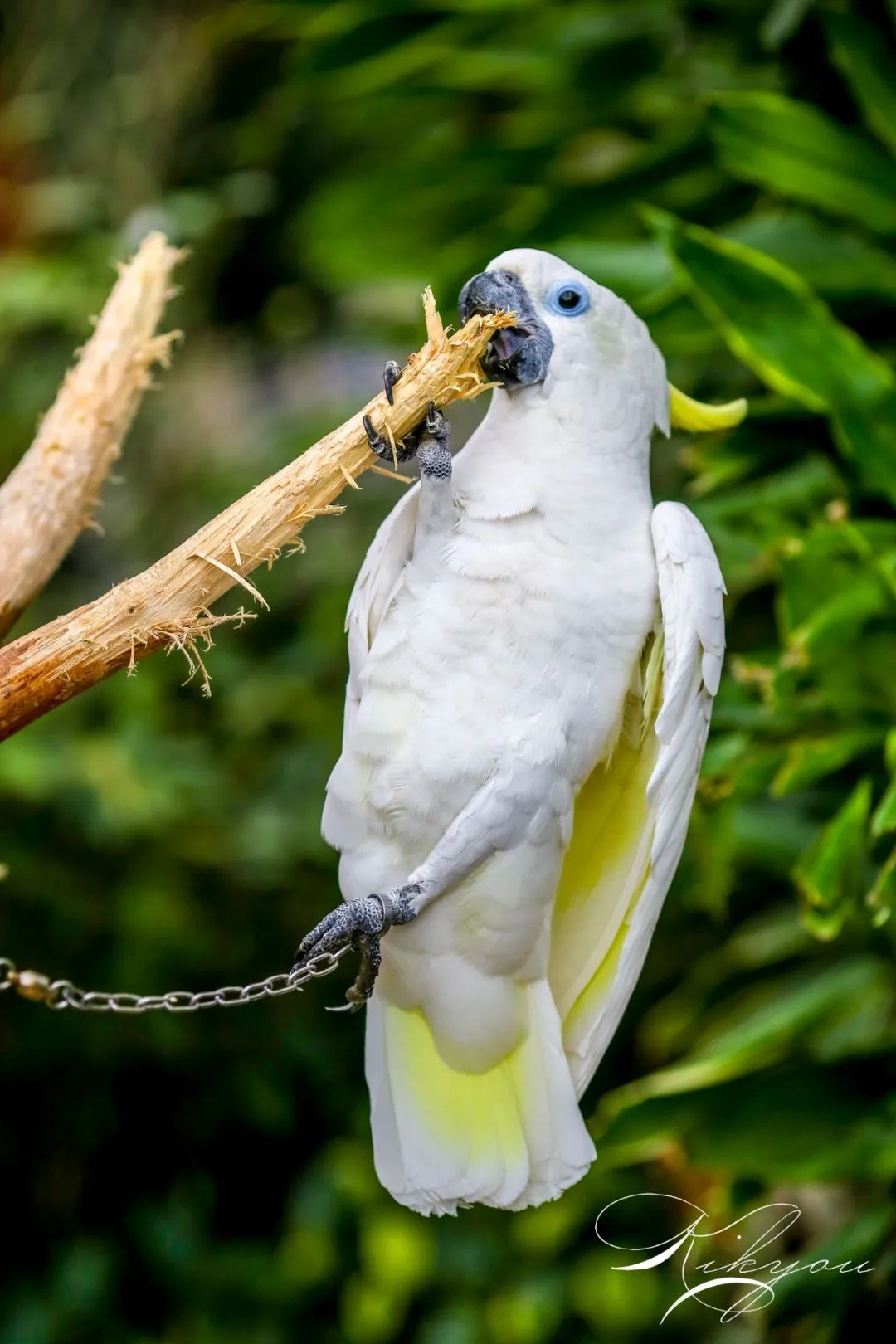爱改装的车主眼中汉兰达咋样？除了油耗高、推背感肉外，不偷工减料、舒适度高能不能加分？