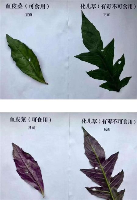 四川一家六口野菜中毒,泸州一家六口吃了血皮菜竟中毒