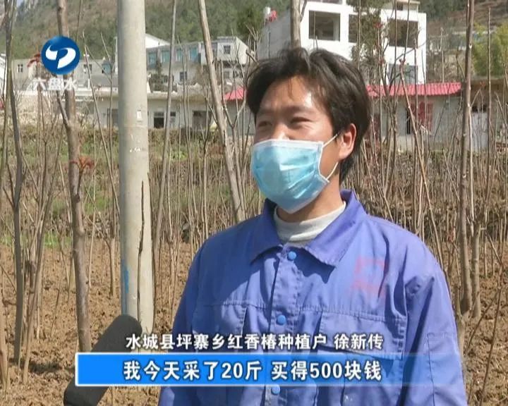 香椿这个时节不可错过的美味,鲜香椿炒鸡蛋正确做法