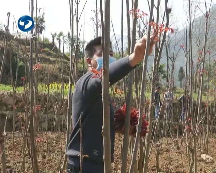 香椿这个时节不可错过的美味,鲜香椿炒鸡蛋正确做法