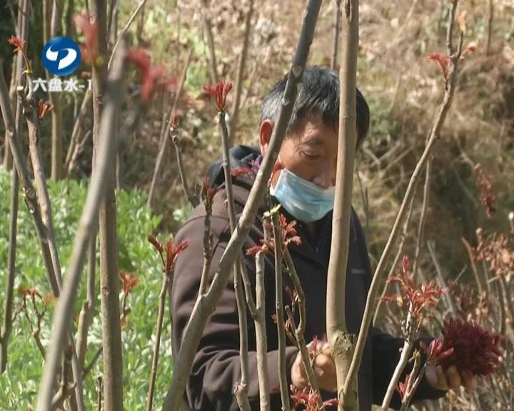香椿这个时节不可错过的美味,鲜香椿炒鸡蛋正确做法
