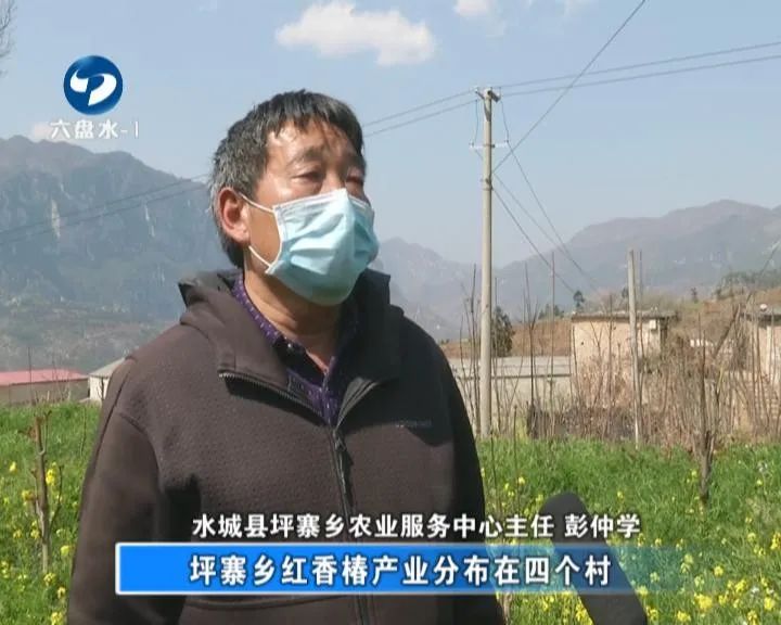 香椿这个时节不可错过的美味,鲜香椿炒鸡蛋正确做法