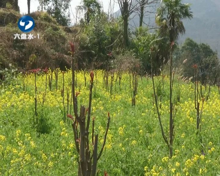 香椿这个时节不可错过的美味,鲜香椿炒鸡蛋正确做法