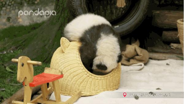 熊猫拍照怎么拍出高级感,熊猫拍照拍摄姿势