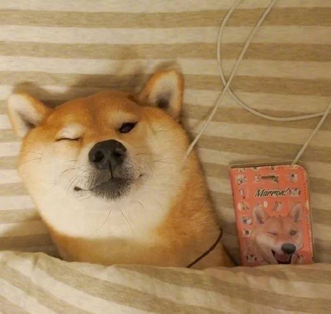 狗狗总打喷嚏是不是有虫子,狗狗总打喷嚏喉咙不舒服