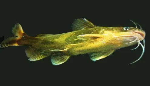 鳜鲥鳎鲉鲬鲿鳢鲷䲟鳓鳑鲏鲯鳅鳗鲡，你都认识吗？