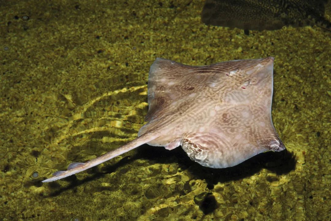 鳜鲥鳎鲉鲬鲿鳢鲷䲟鳓鳑鲏鲯鳅鳗鲡，你都认识吗？