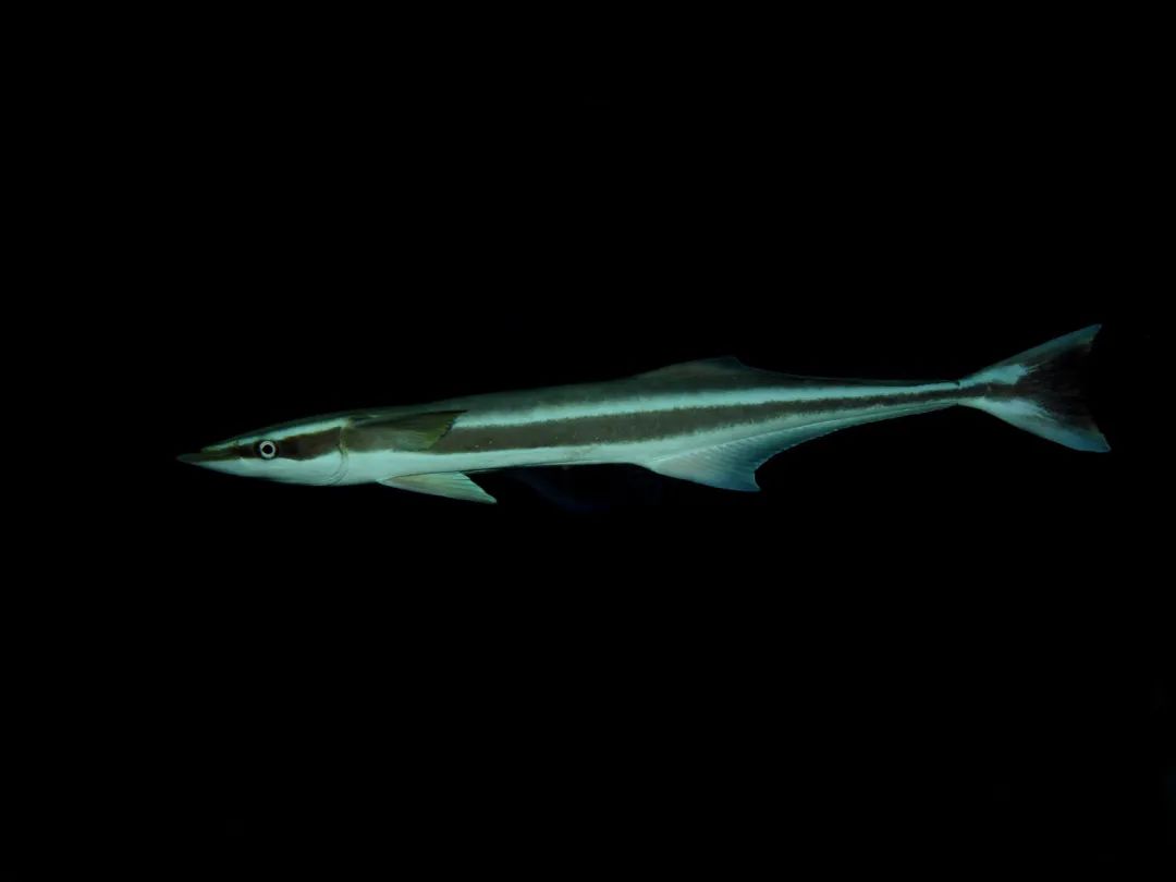 鳜鲥鳎鲉鲬鲿鳢鲷䲟鳓鳑鲏鲯鳅鳗鲡，你都认识吗？