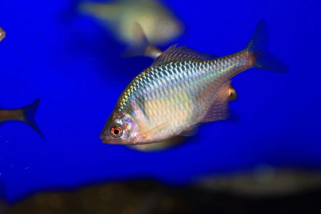 鳜鲥鳎鲉鲬鲿鳢鲷䲟鳓鳑鲏鲯鳅鳗鲡，你都认识吗？