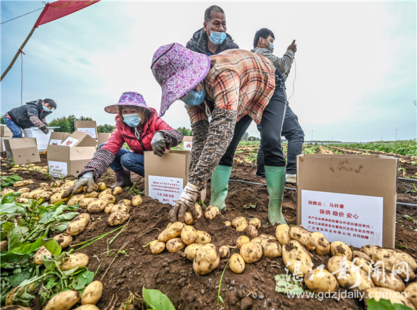 爱心蔬菜驰援禹州,湛江爱心菜