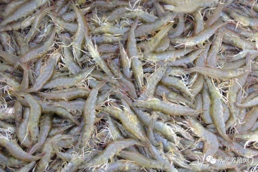 报复性消费对虾,对虾价格下降