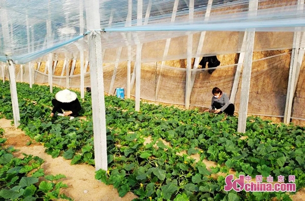 春耕保障服务送上门,春耕农资采购指导