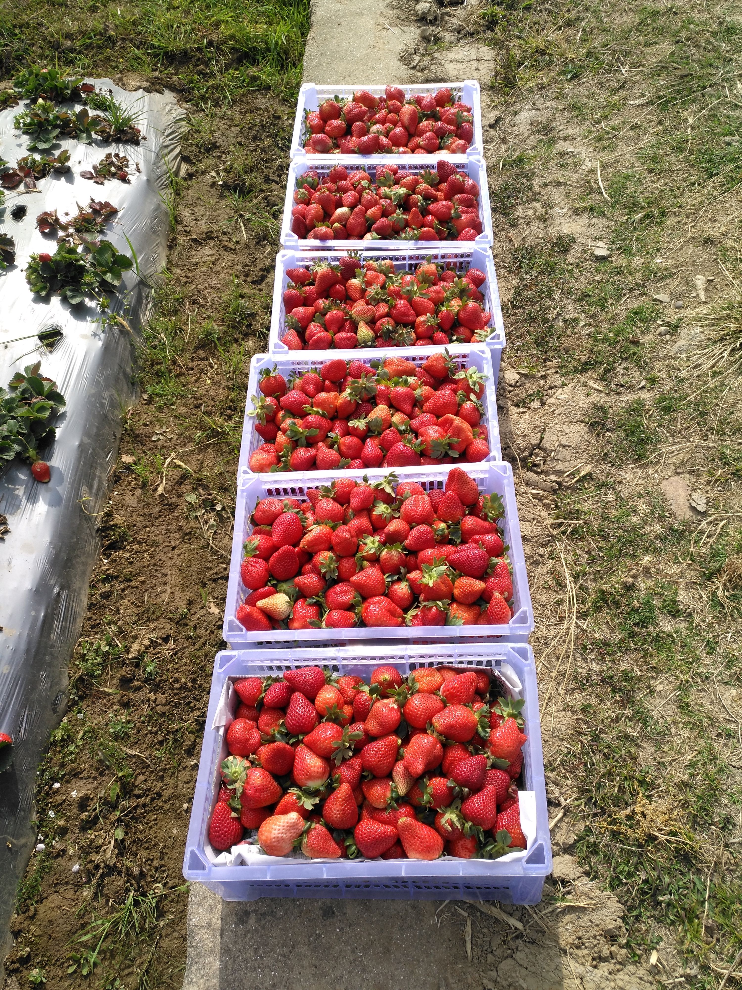 “笨办法”,获“奇效”!保山腾冲草莓销售喜迎“春天”